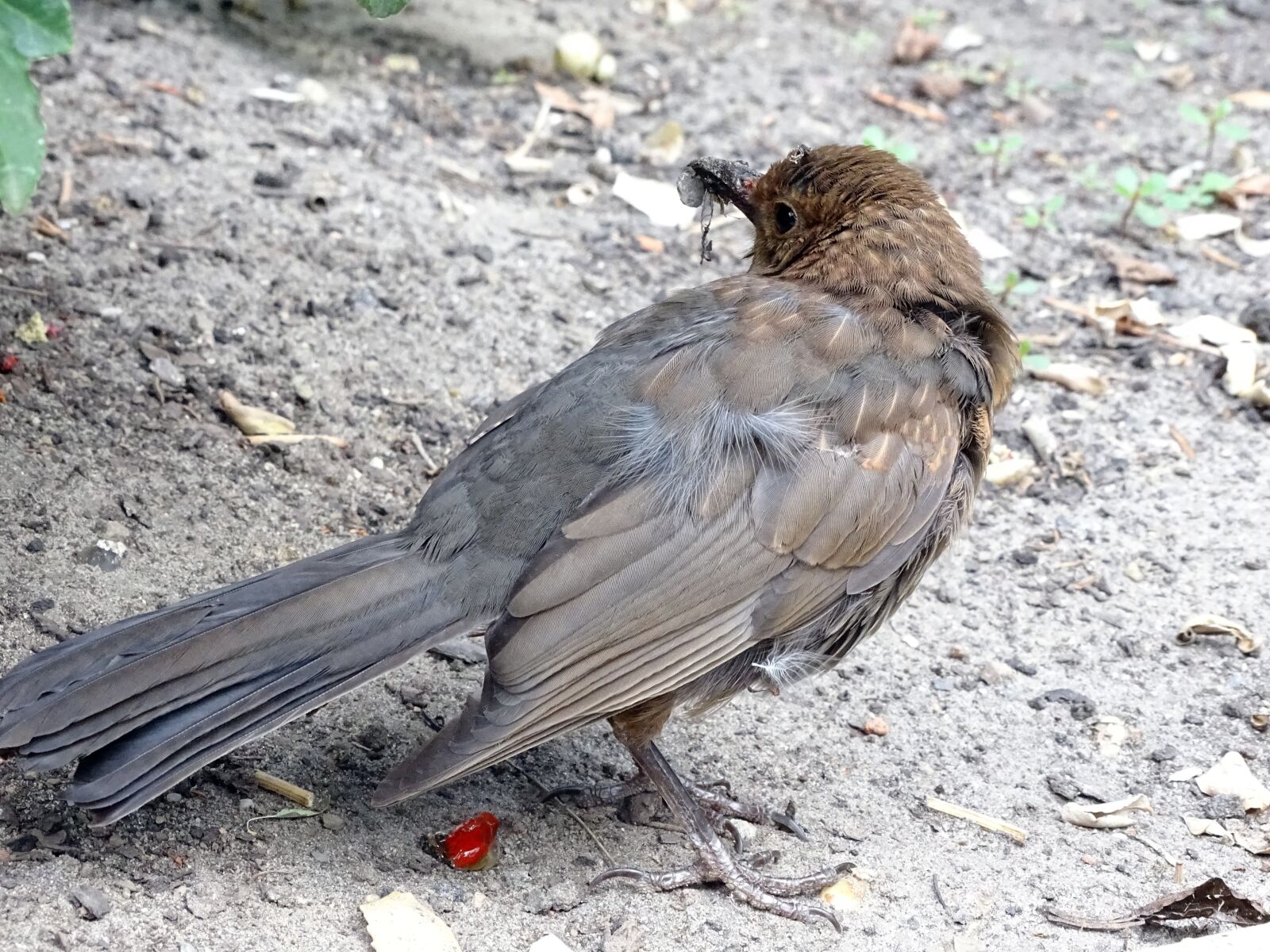 Sony Cyber-shot DSC-HX400V sample photo. Blackbird, songbird, bird photography