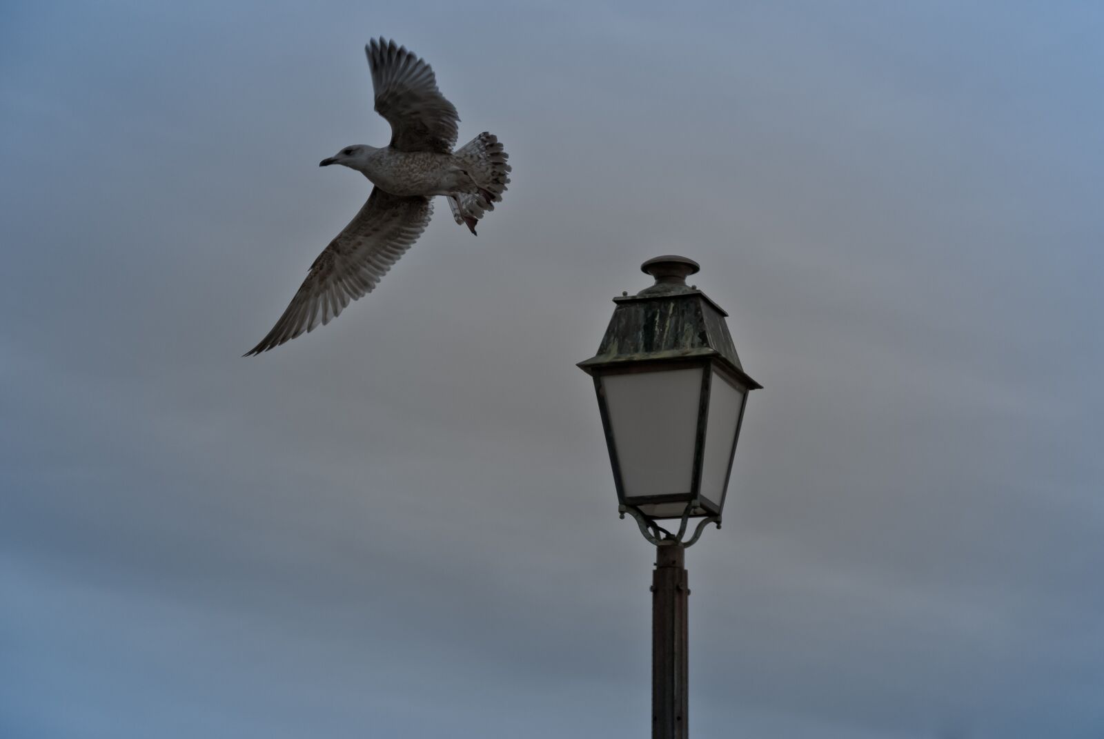 Nikon D80 sample photo. Sky, bird, no person photography