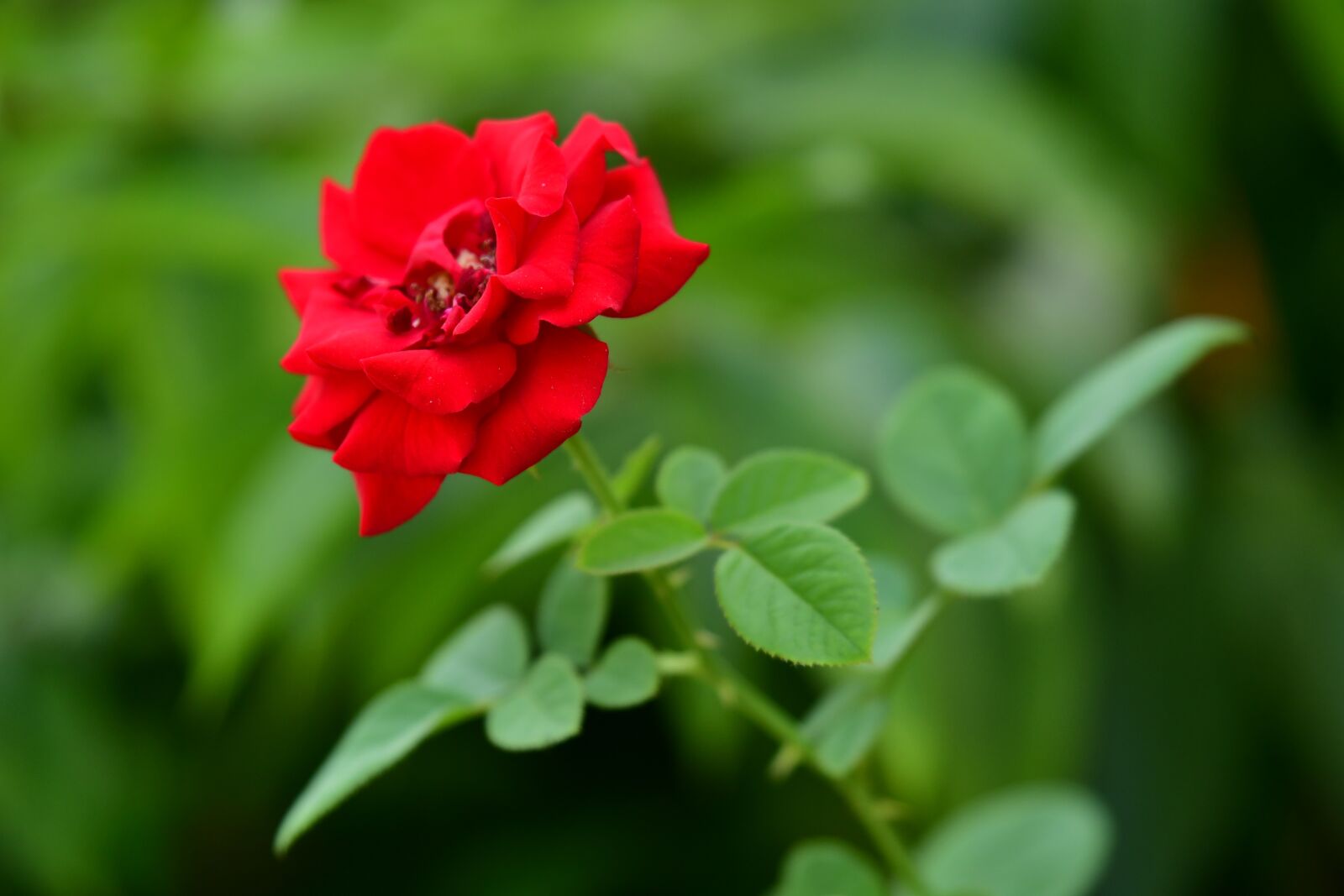 Nikon D500 sample photo. Rose, red petal, red photography