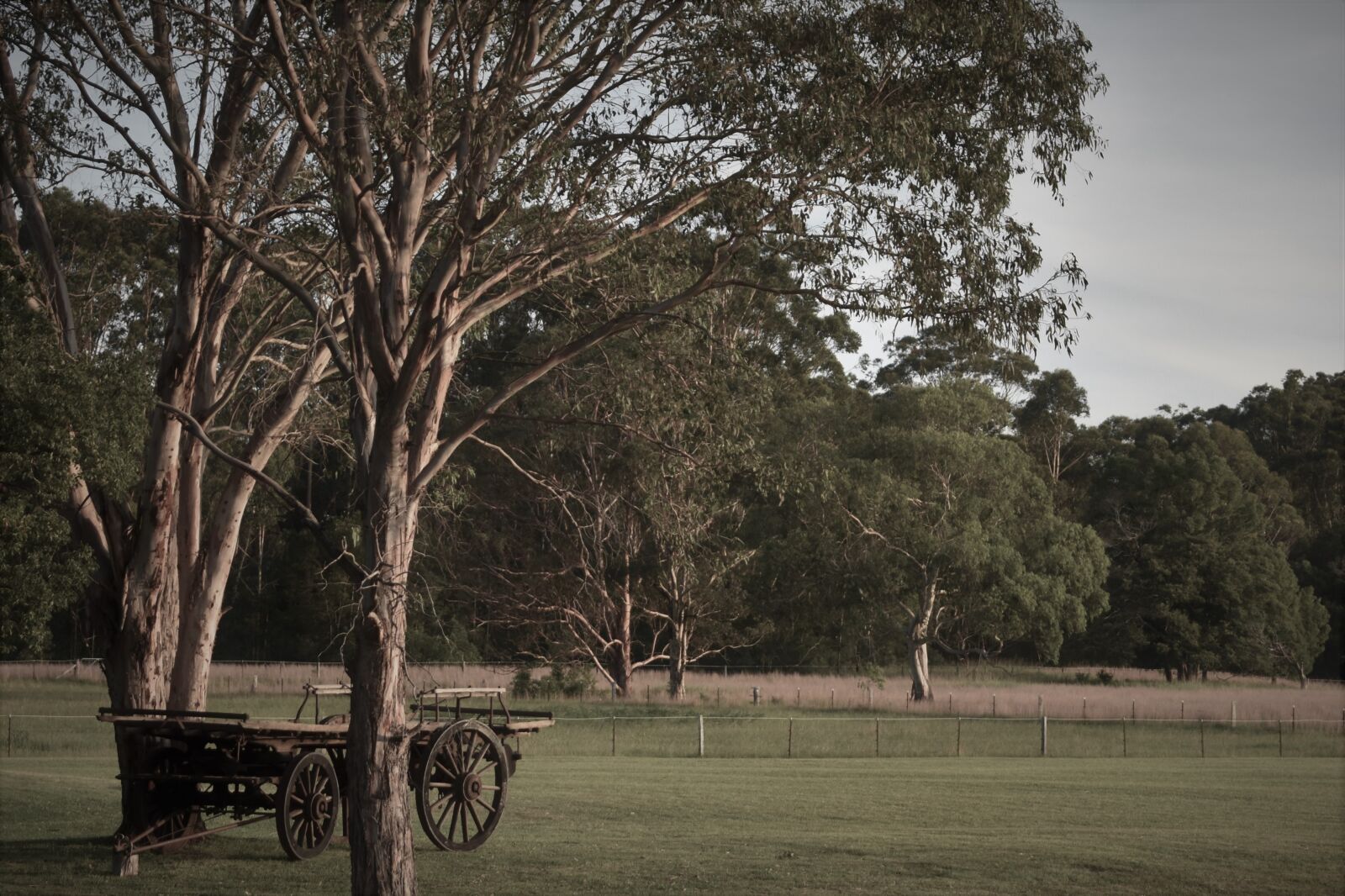 Nikon D3400 sample photo. Tree, nature, wood photography