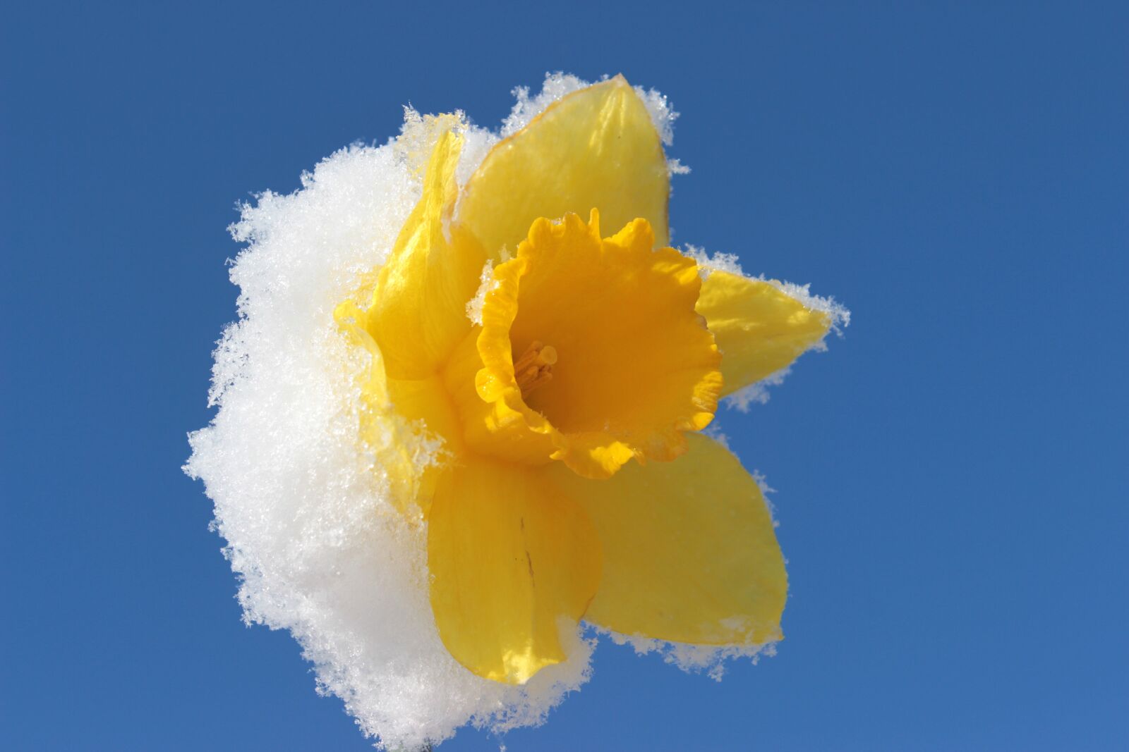 Canon EOS 650D (EOS Rebel T4i / EOS Kiss X6i) sample photo. Narcissus, blossom, bloom photography