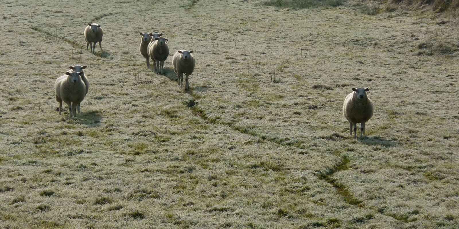 Panasonic Lumix DMC-ZS1 (Lumix DMC-TZ6) sample photo. Sheep, animals, flock photography