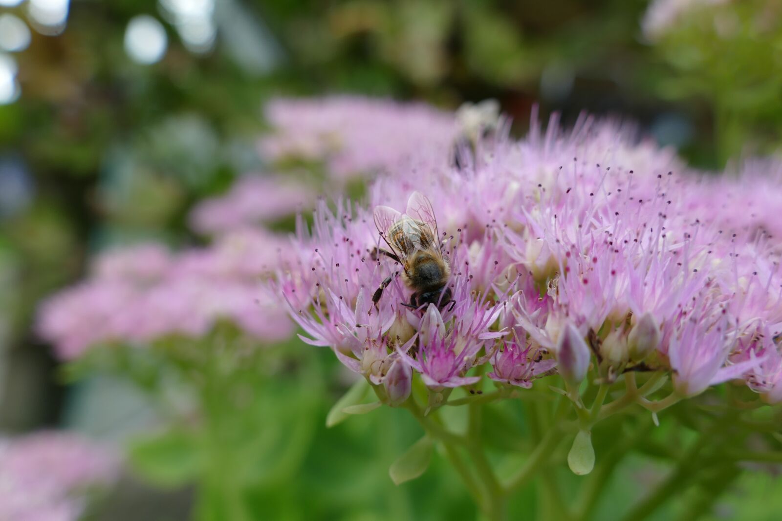Panasonic Lumix DMC-FZ1000 sample photo. Bee, fat hen, nectar photography