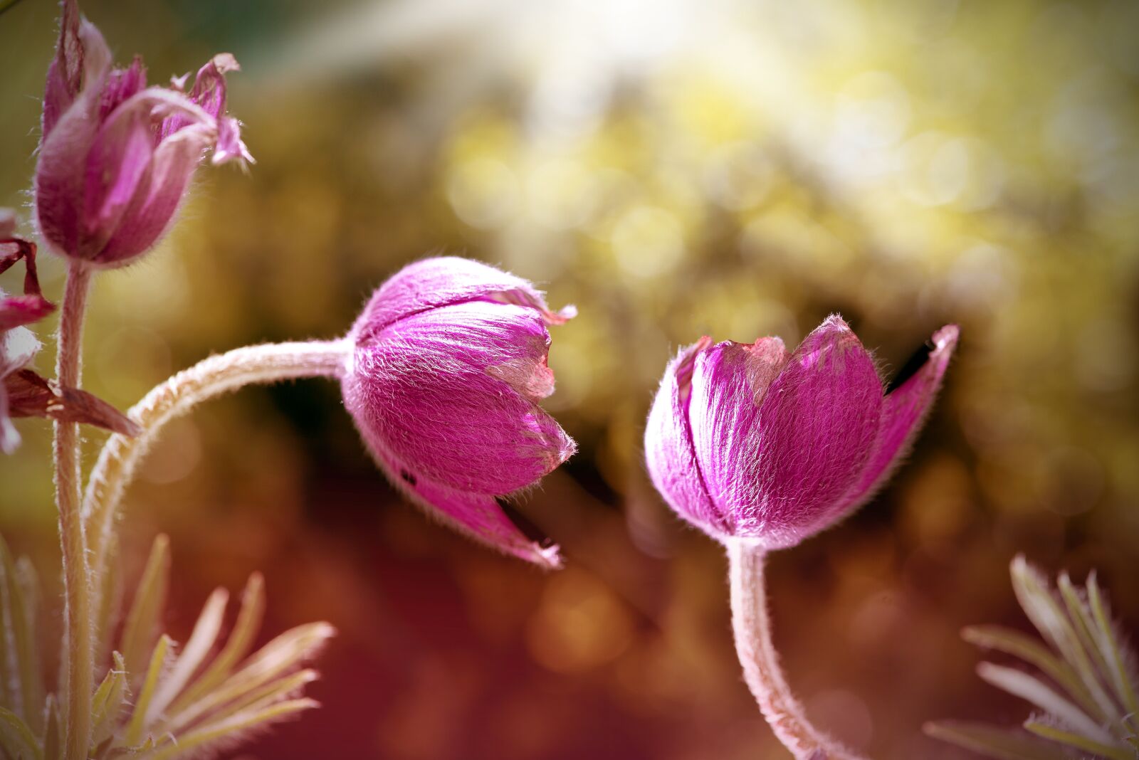 Nikon D750 sample photo. Common pasque flower, pulsatilla photography