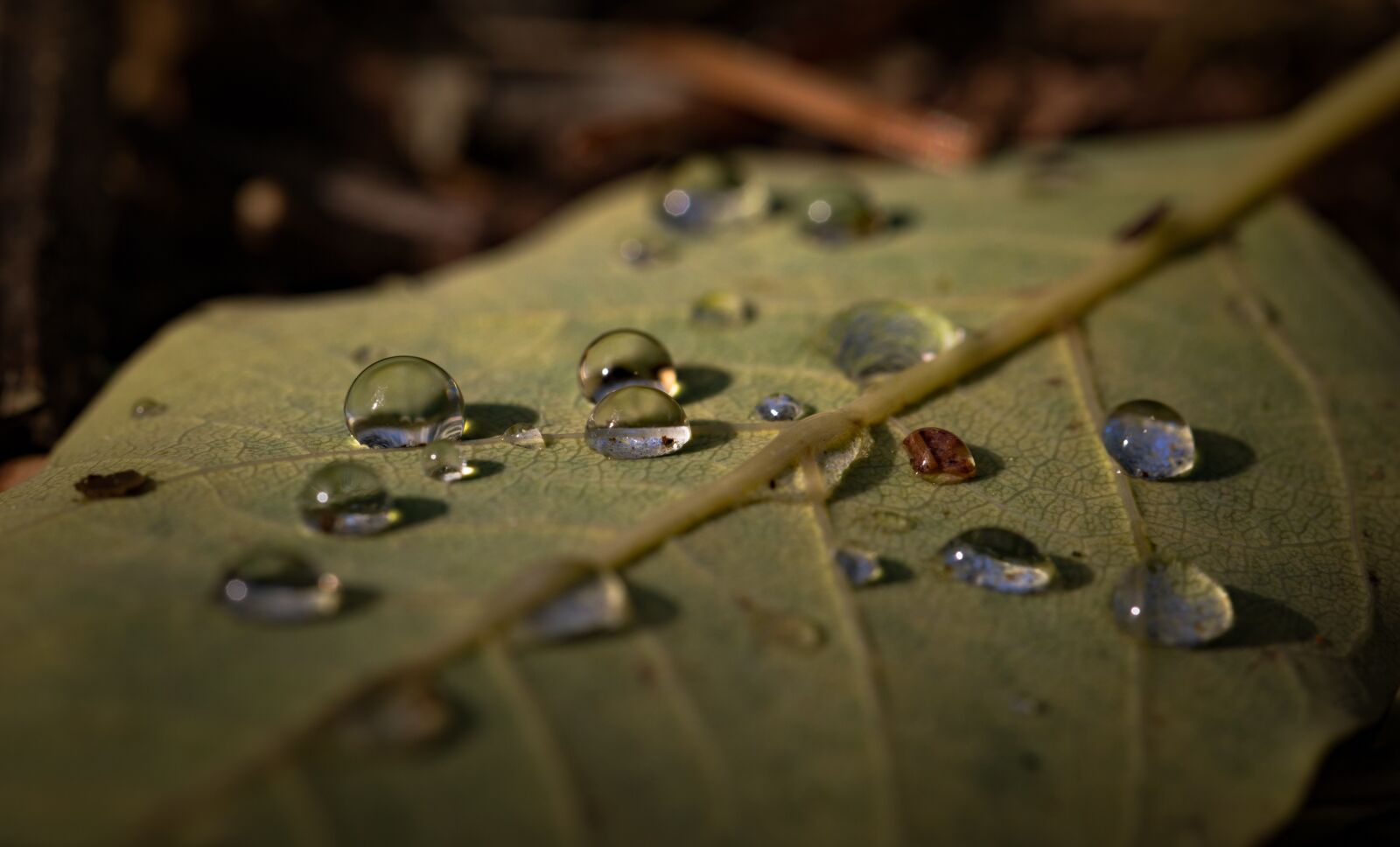 Canon EF 100mm F2.8L Macro IS USM sample photo. Leaf, macro, nature photography