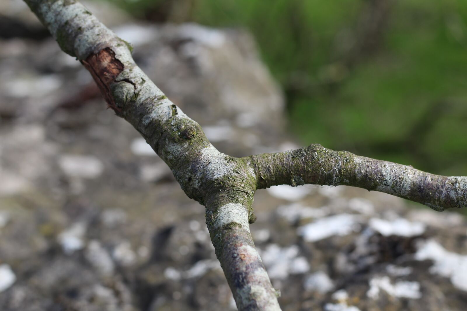 Canon EOS 1300D (EOS Rebel T6 / EOS Kiss X80) + Canon EF 50mm F1.8 STM sample photo. Branch, wood, bark photography