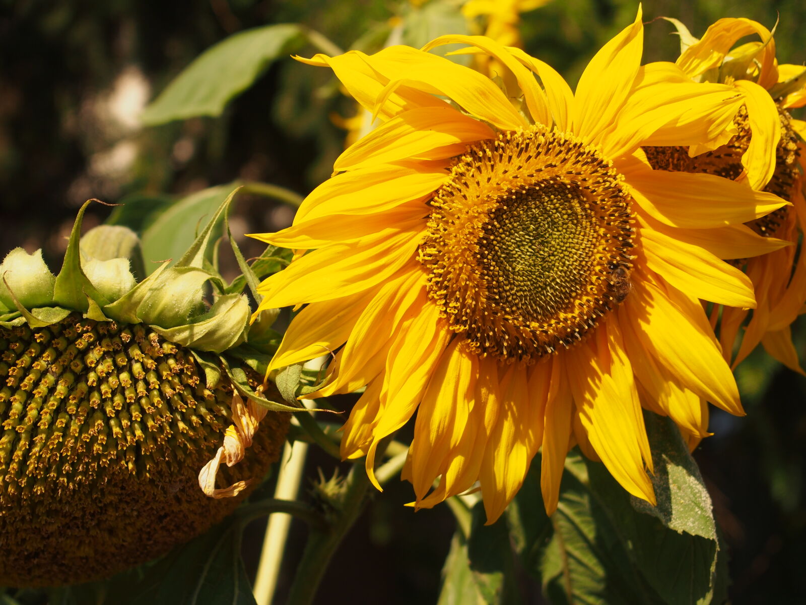 Olympus PEN E-PL5 sample photo. Yellow, sunflower, in, closeup photography