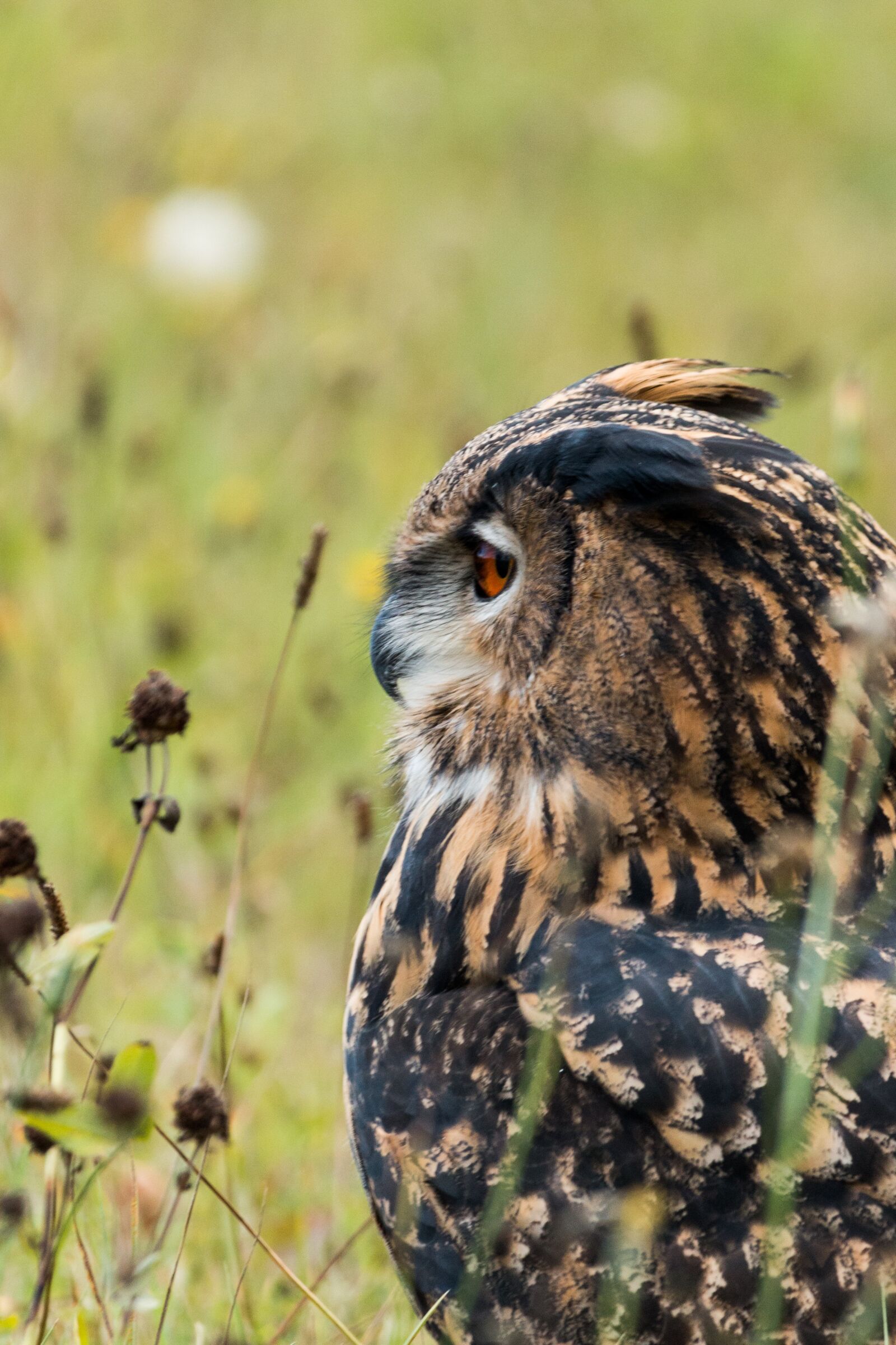 150-600mm F5-6.3 DG OS HSM | Contemporary 015 sample photo. Eagle owl, bubo bubo photography