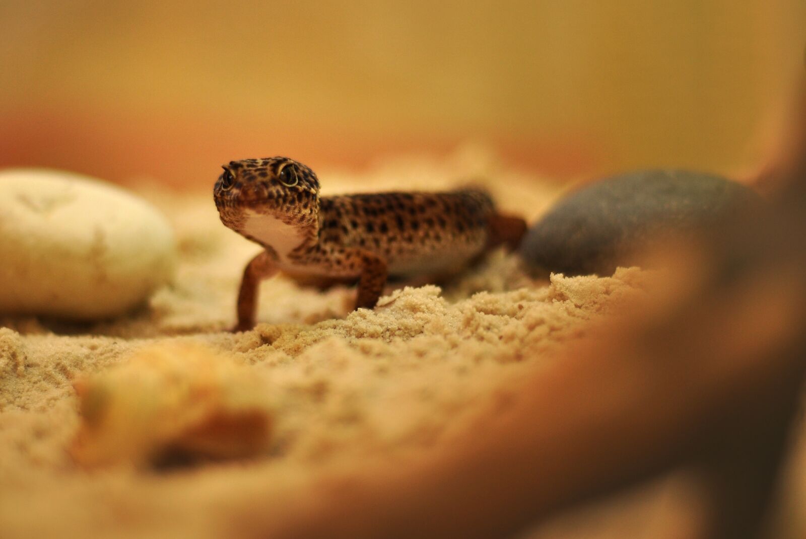 Nikon D90 sample photo. Gecko, lizard, reptile photography