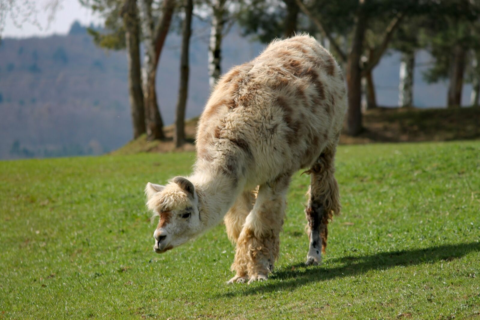 Canon EOS 1100D (EOS Rebel T3 / EOS Kiss X50) sample photo. Lama, pasture, meadow photography