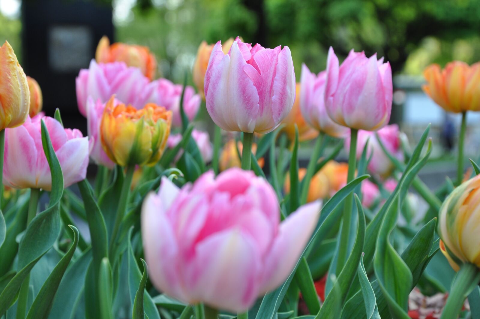 Nikon D90 sample photo. Flower, nature, plant photography
