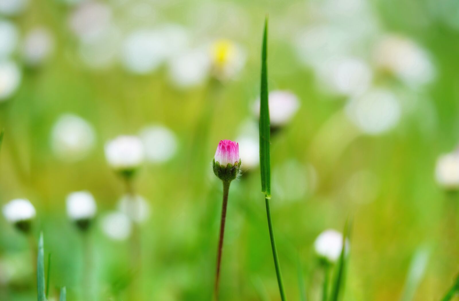 Sony a7 III sample photo. Daisy, flower meadow, grass photography