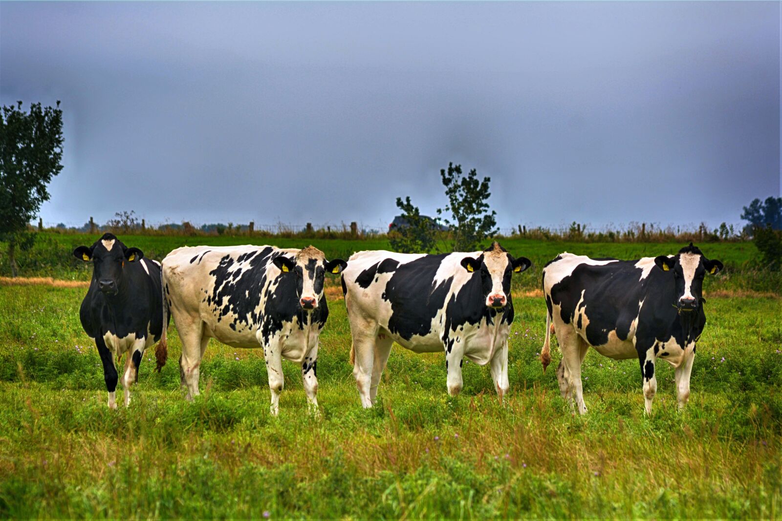 Nikon D5200 sample photo. Cows, pasture, cattle photography