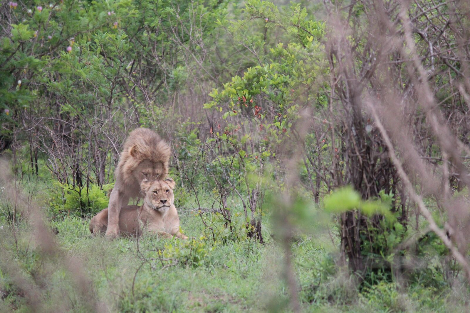 Canon EOS 600D (Rebel EOS T3i / EOS Kiss X5) + Canon EF-S 55-250mm F4-5.6 IS sample photo. Lion, lioness, mating photography