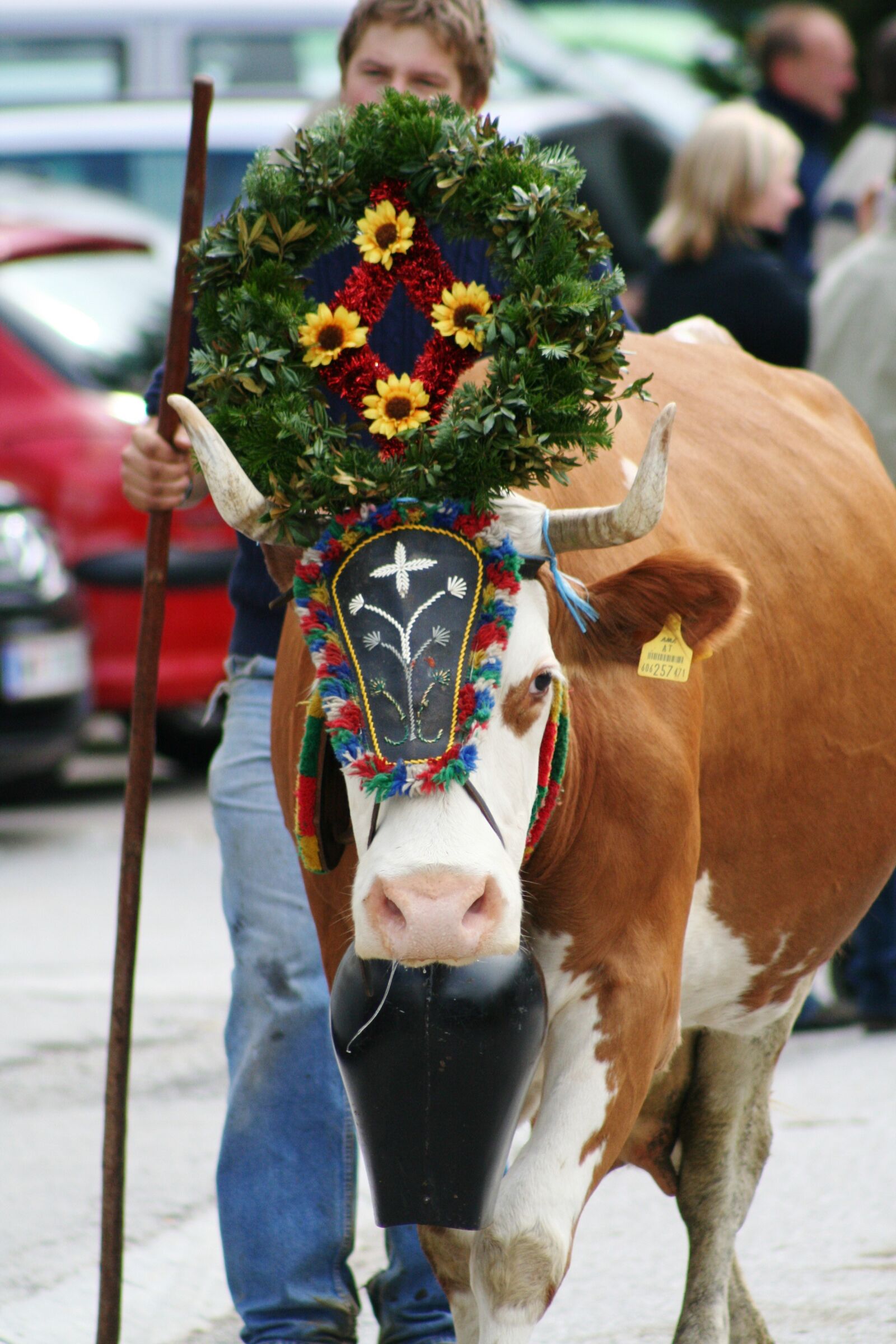 Canon EOS 350D (EOS Digital Rebel XT / EOS Kiss Digital N) sample photo. Cow, almabtrieb, tradition photography