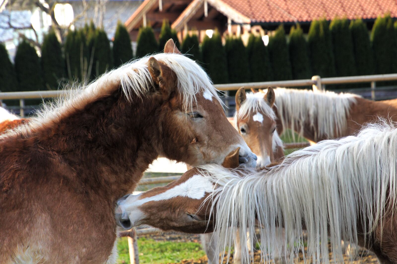 Canon EOS 60D sample photo. Haflinger, horses, mane photography