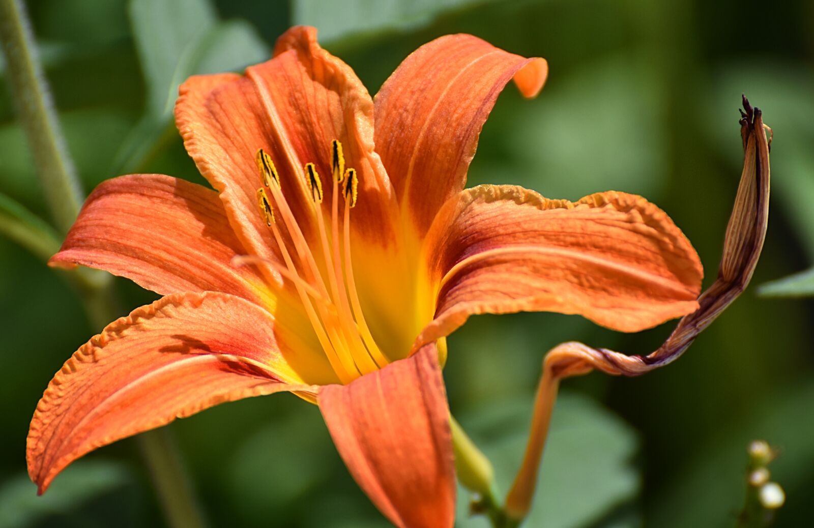 Nikon D7200 sample photo. Lily, flowers, early photography