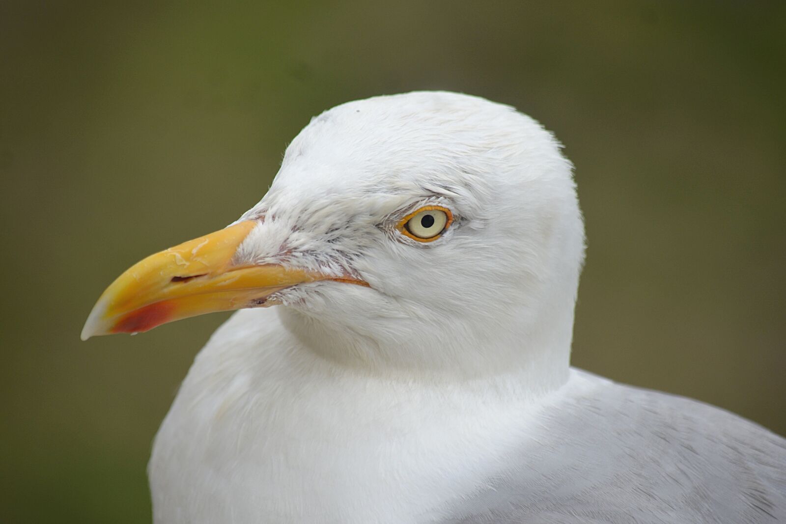 Nikon D5200 sample photo. Beak, bird, feathers, seagull photography