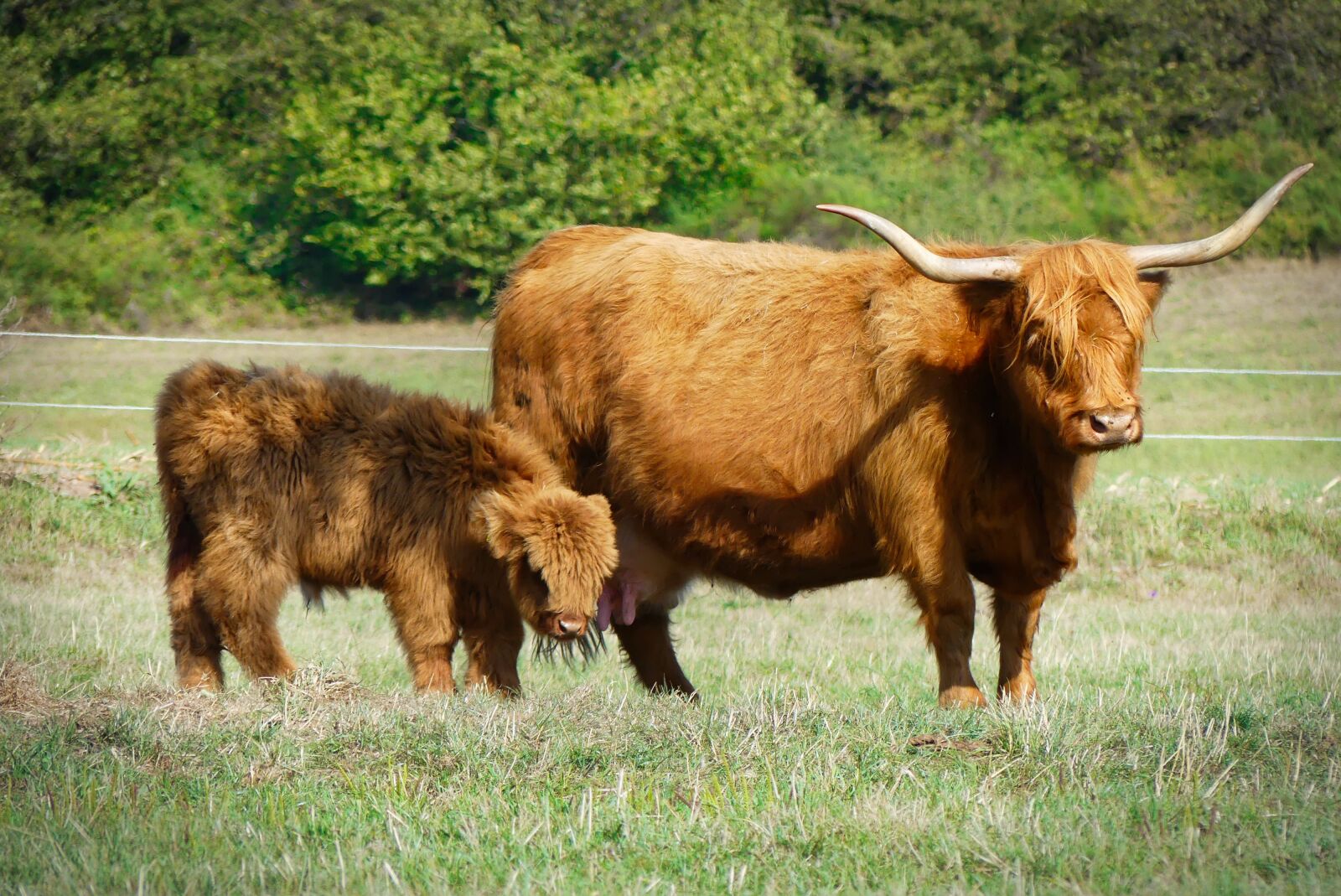 Panasonic Lumix DMC-FZ300 sample photo. Eifel, beef, galloway photography