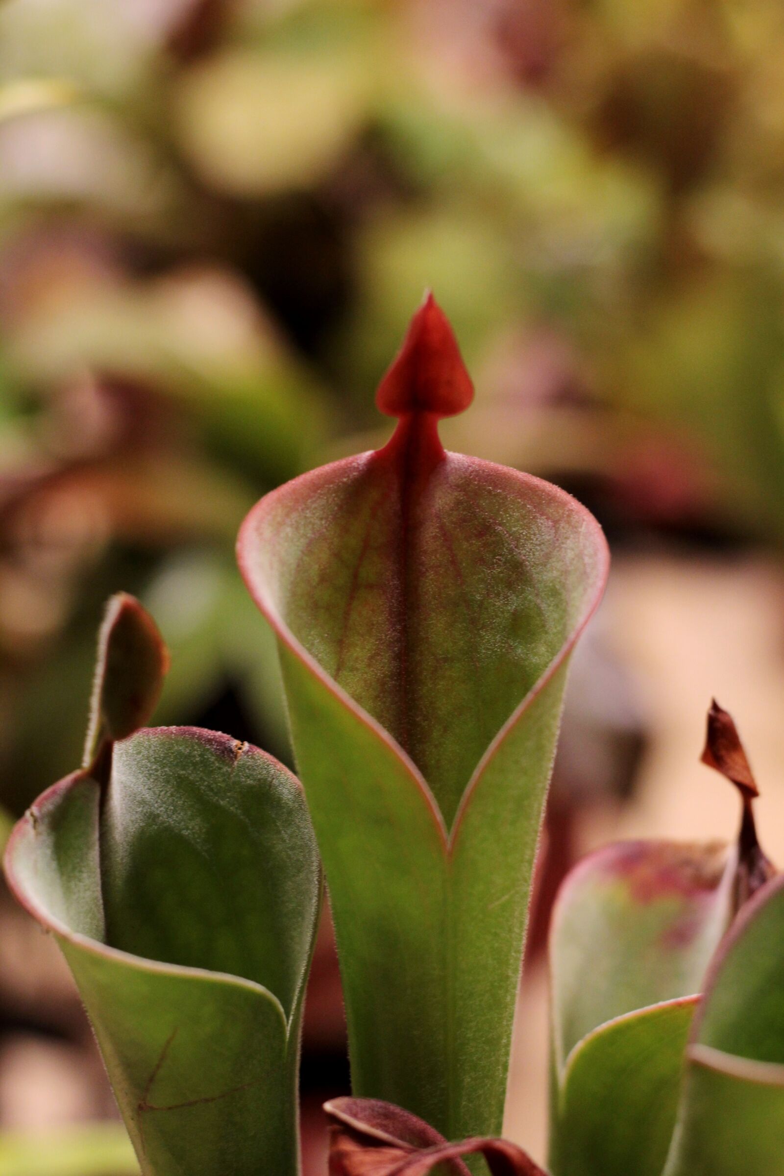 Canon EOS 600D (Rebel EOS T3i / EOS Kiss X5) sample photo. Heliamphora, zonnebeker, venus fly photography