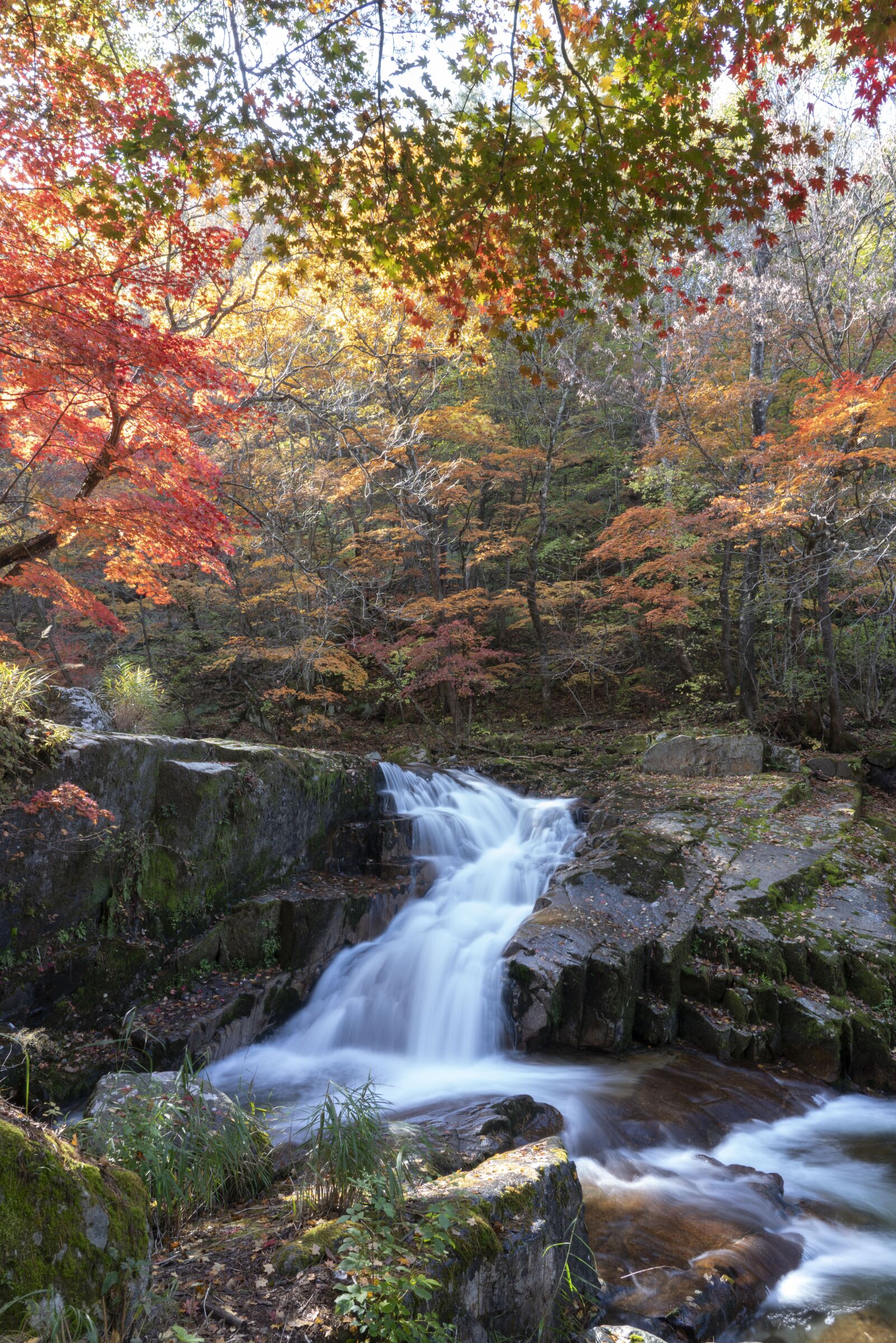 Sony FE 24-105mm F4 G OSS sample photo. Korea, autumn, nature photography