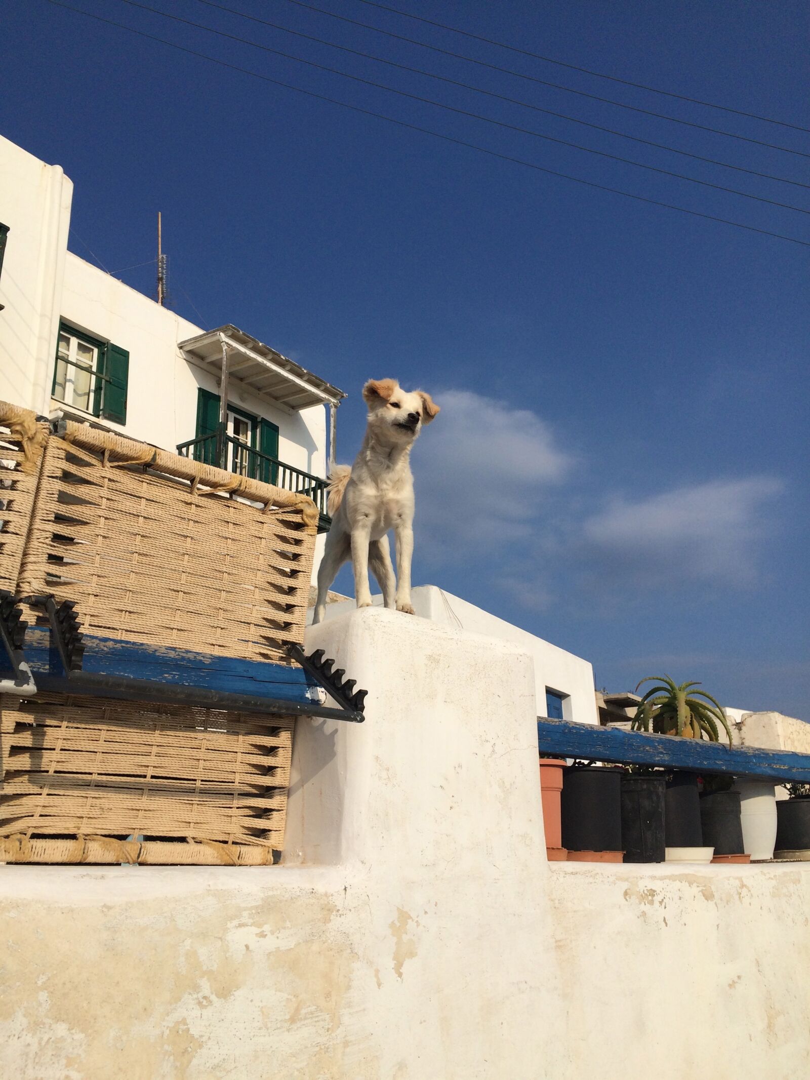 Apple iPhone 5s sample photo. Dog, animal, pet photography