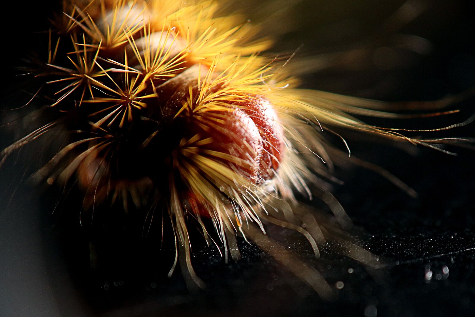 Canon EOS M50 (EOS Kiss M) sample photo. Caterpillar, caterpillar hairy, nature photography
