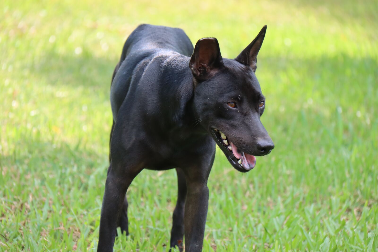 Canon EOS 90D sample photo. Dog, black dog, outdoors photography
