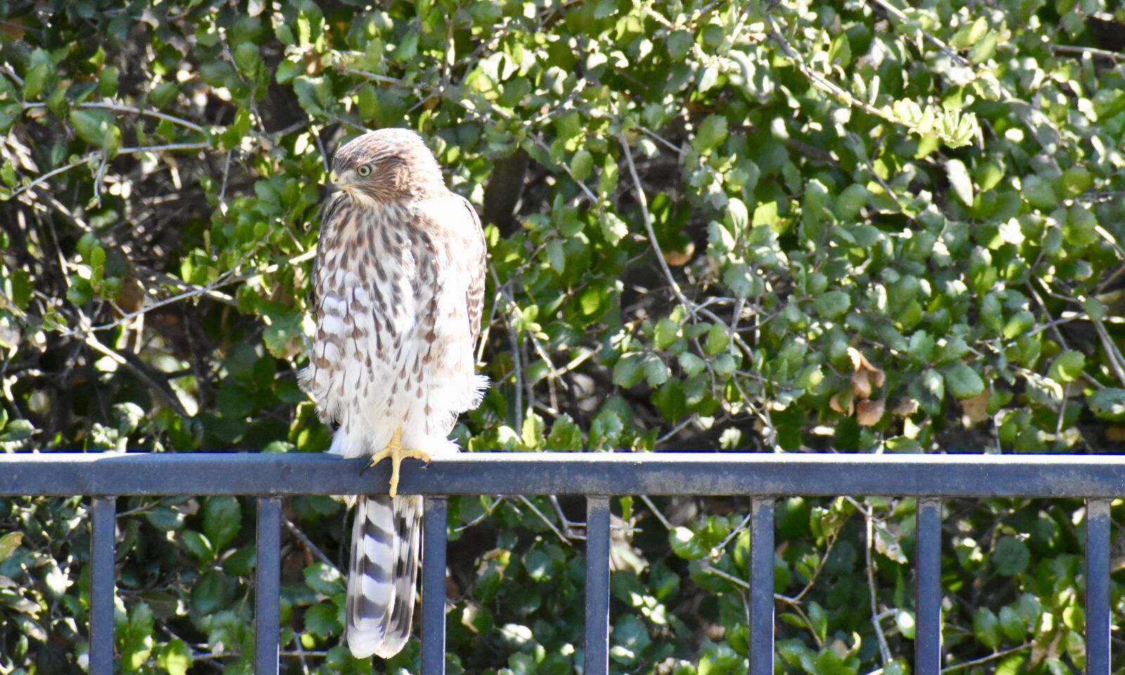 Nikon D3400 sample photo. Hawk, red, tail photography