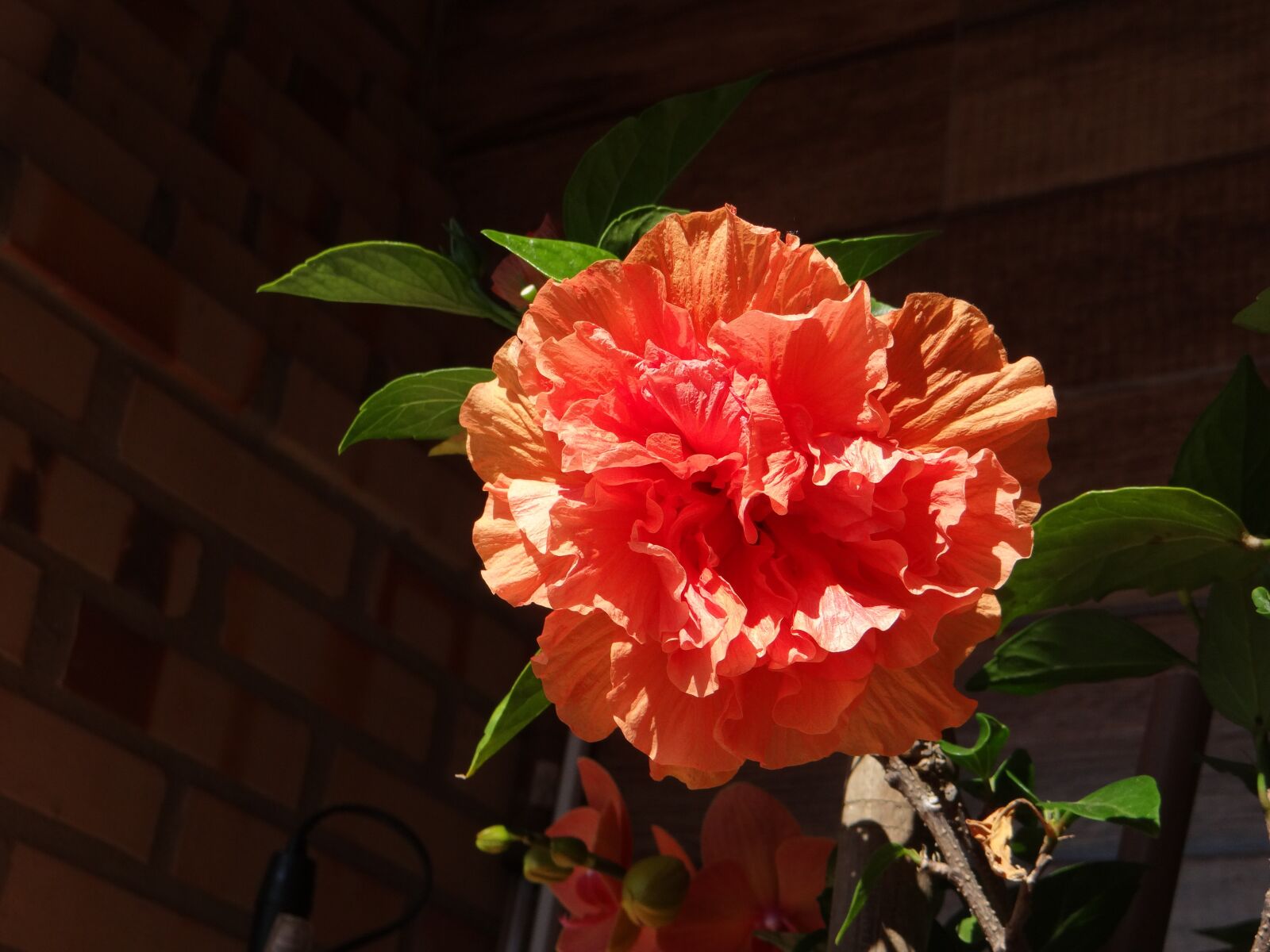 Sony DSC-HX200V sample photo. Hibiscus, rosa, flower photography