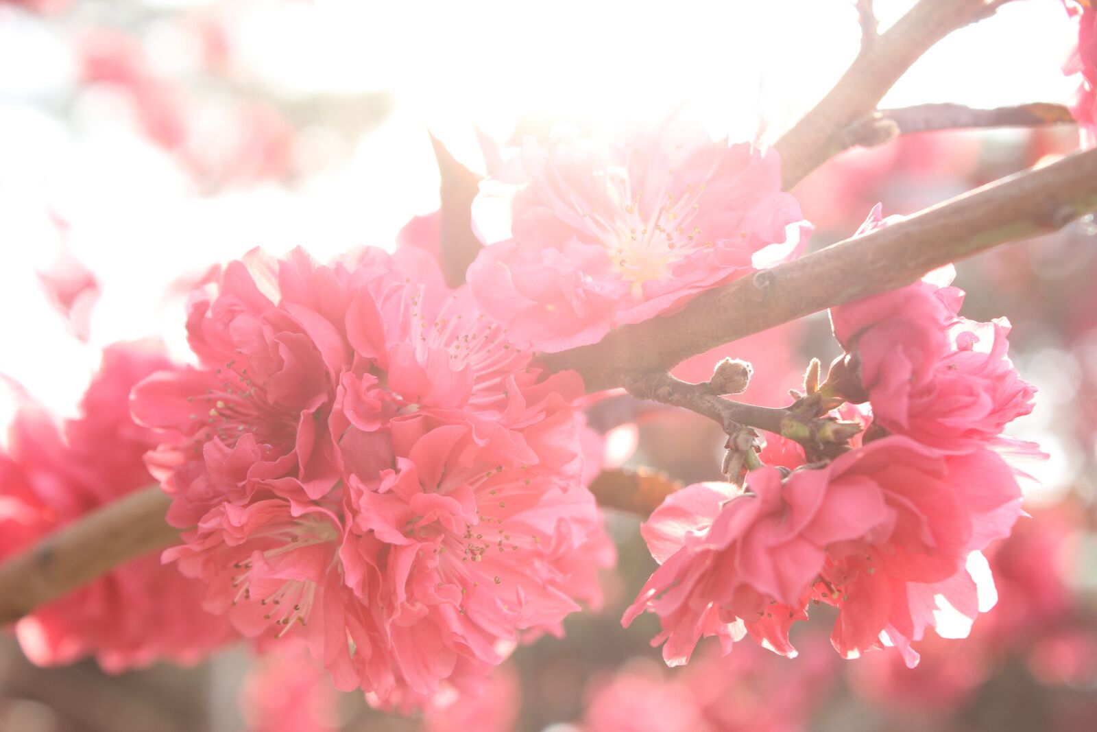 Canon EOS 550D (EOS Rebel T2i / EOS Kiss X4) sample photo. Flowers, pink flowers, pink photography
