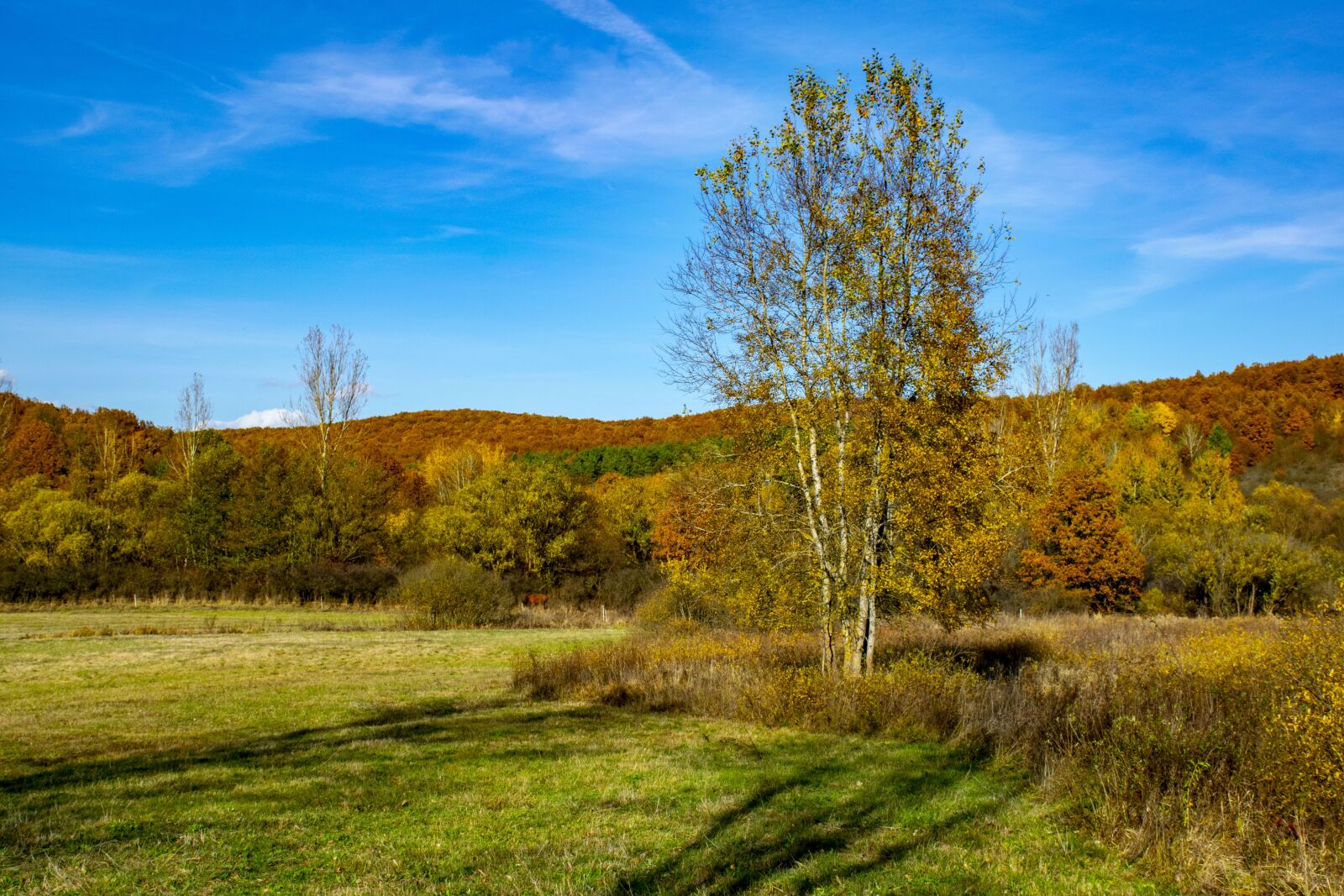 Nikon D5300 sample photo. Autumn, wood, colors photography