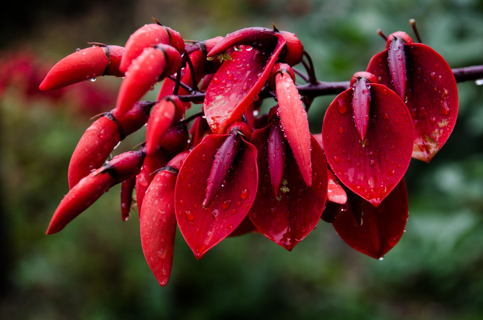 Nikon D5100 sample photo. Nature, fruit, plant photography
