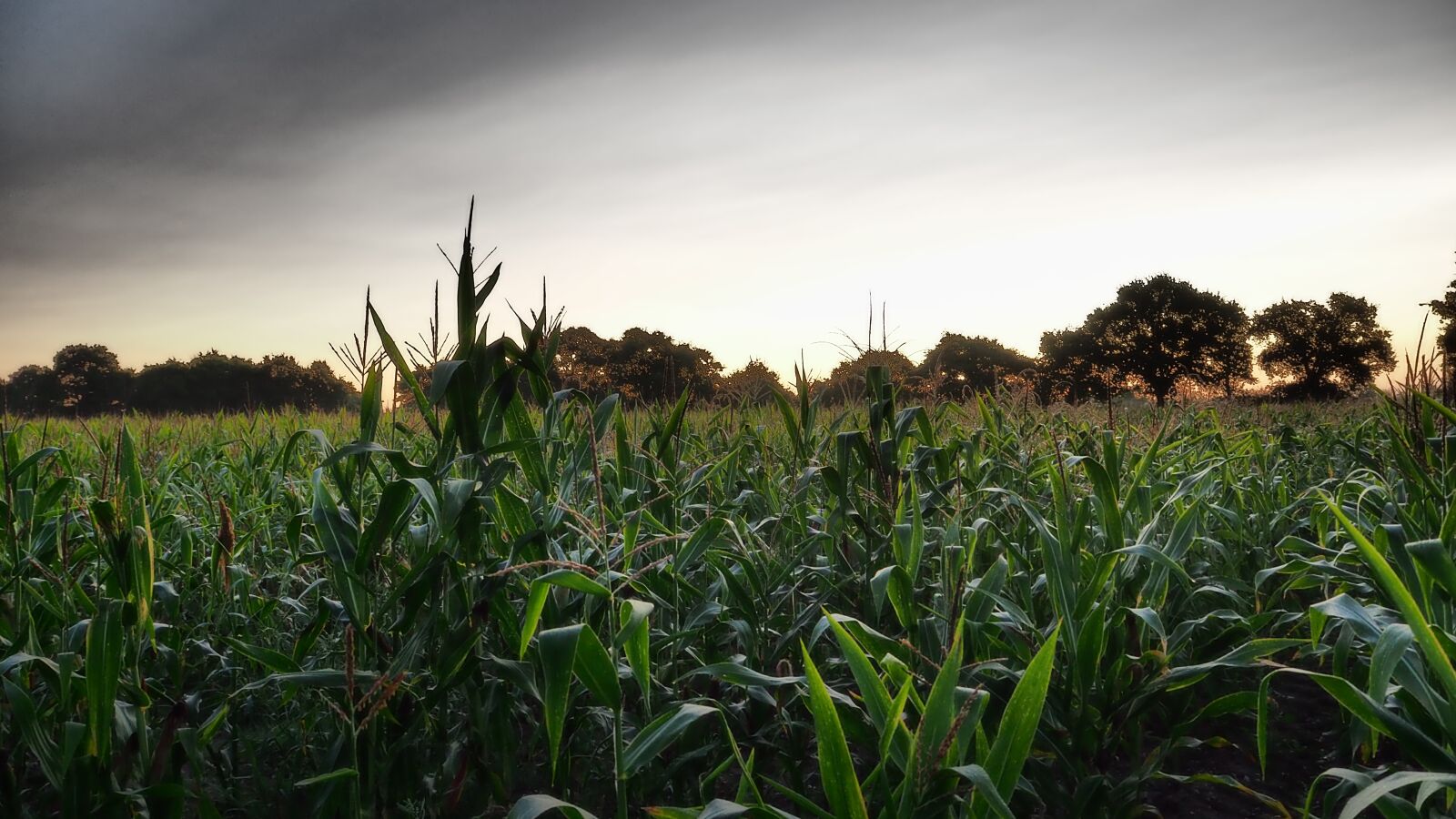 Olympus OM-D E-M10 II sample photo. Field, but, corn photography