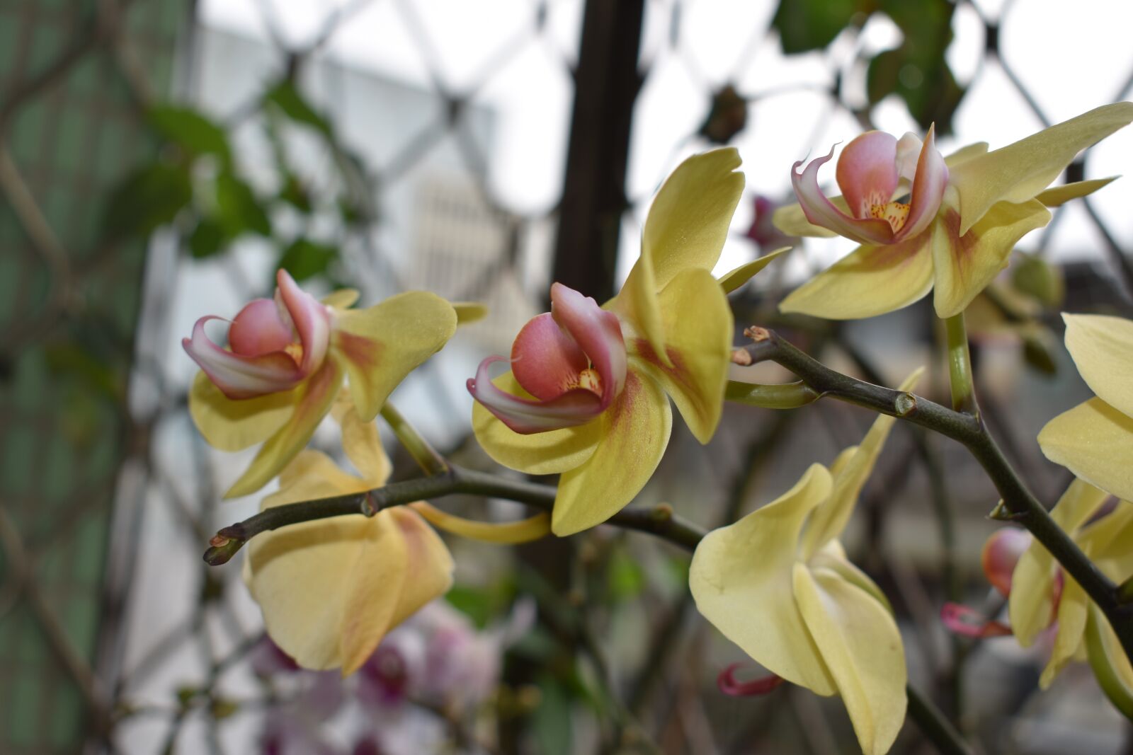 Nikon D3400 sample photo. Branch, flower, flora photography