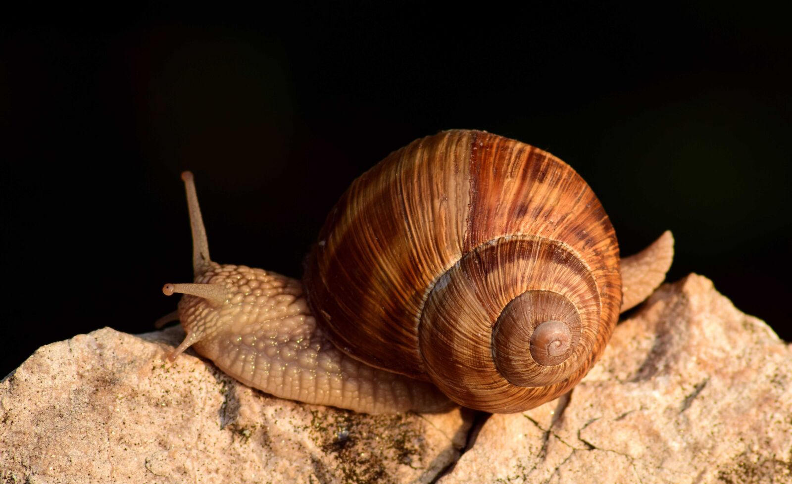 Nikon D3300 sample photo. Snail, brown, invertebrate, animal photography