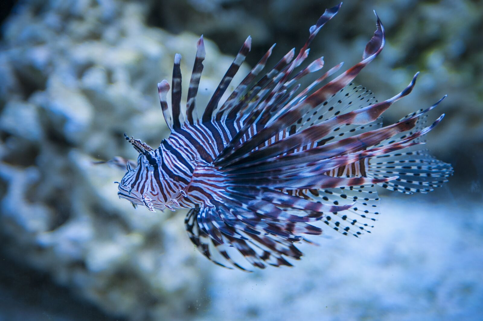 Nikon D300S sample photo. Lion fish, lionfish, seaquest photography