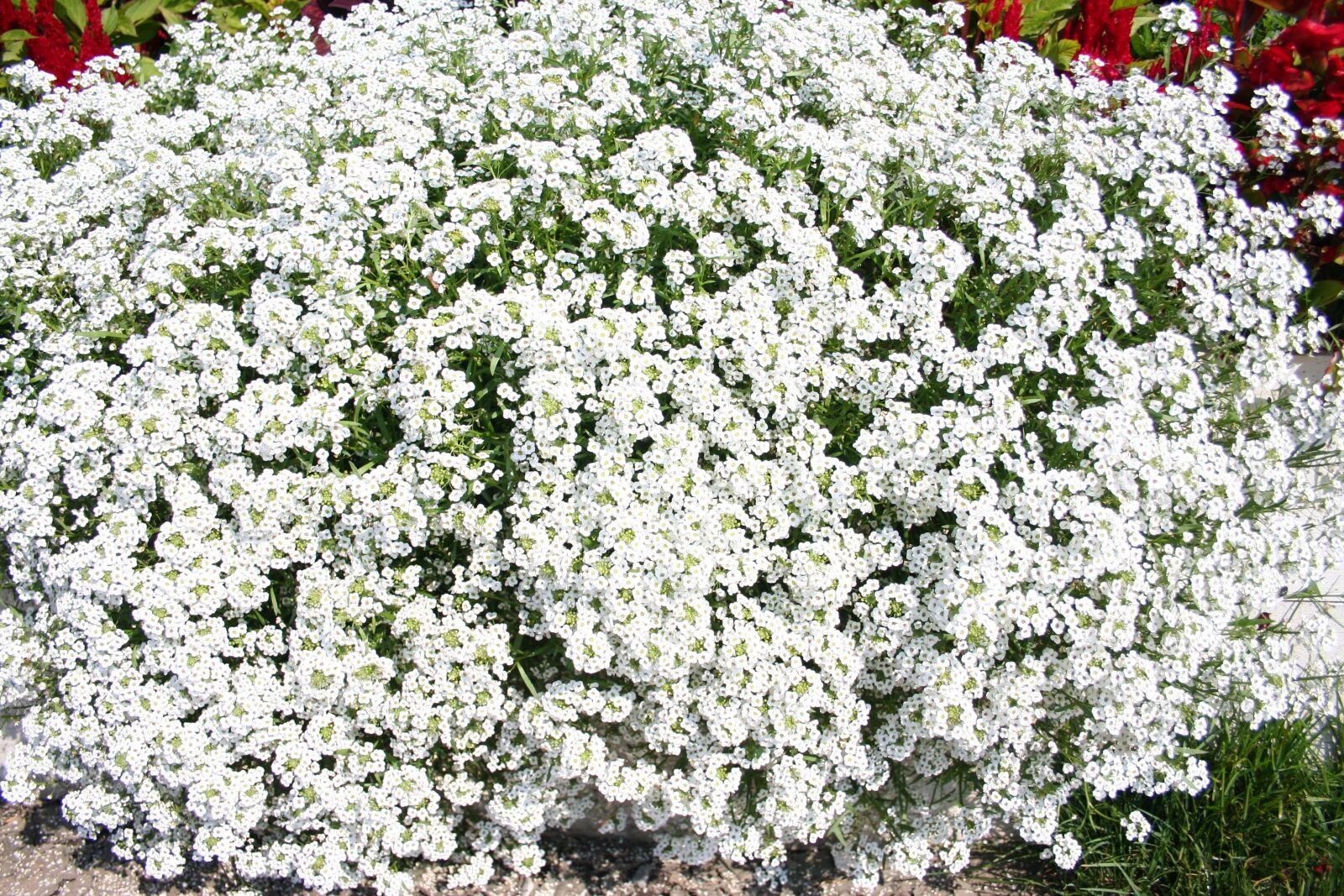 Canon EOS 350D (EOS Digital Rebel XT / EOS Kiss Digital N) sample photo. White, flower, plant photography