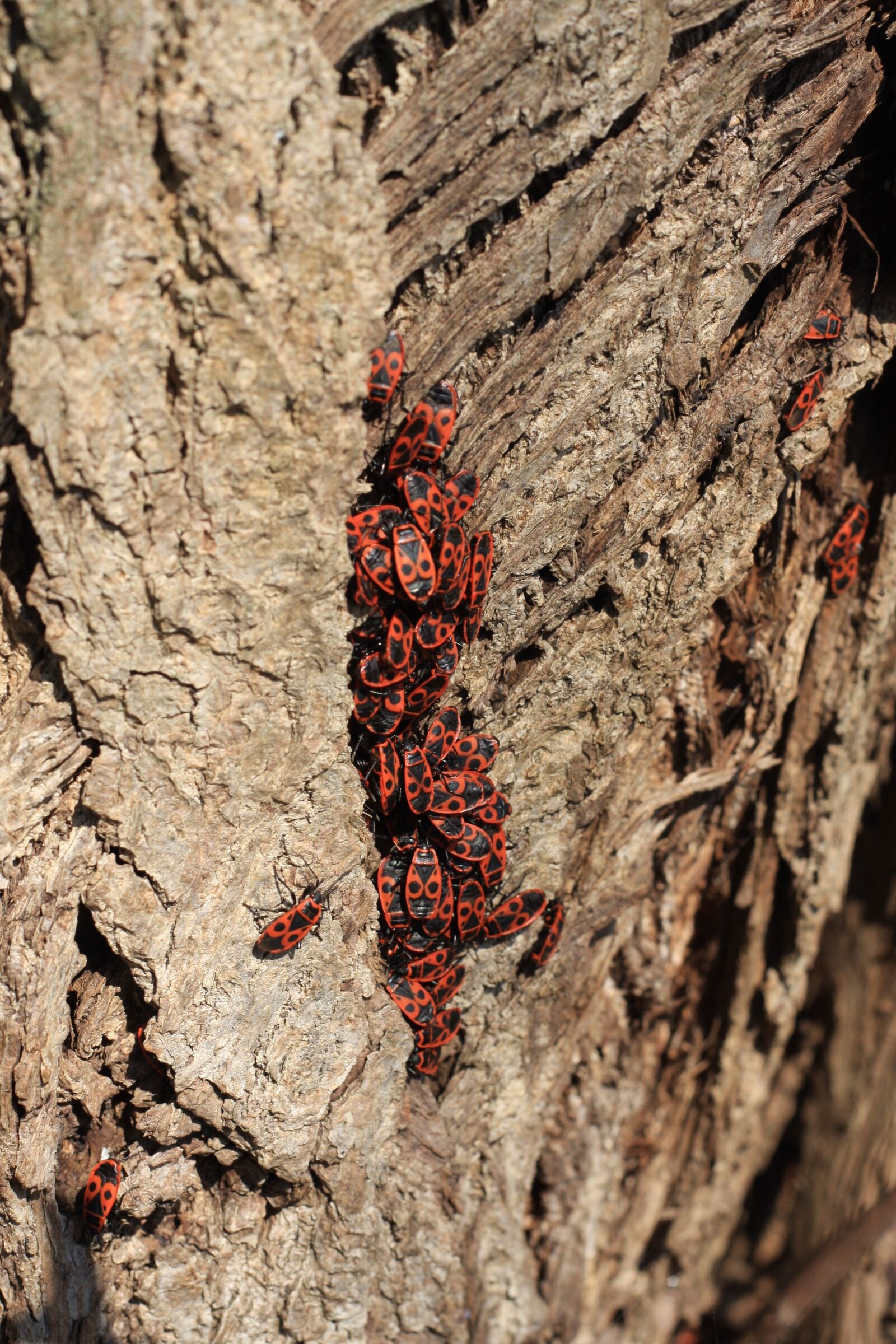 Canon EOS 40D sample photo. Bug, tree, nature photography