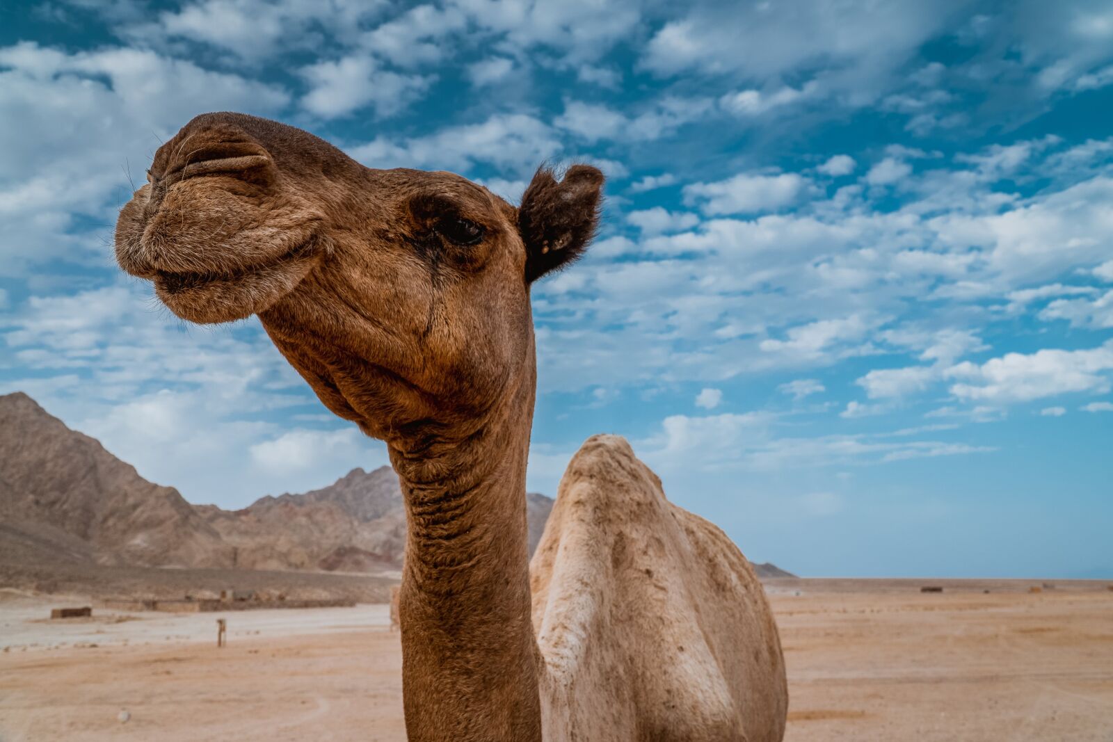 Sony a6500 sample photo. Camel, desert, blue sky photography