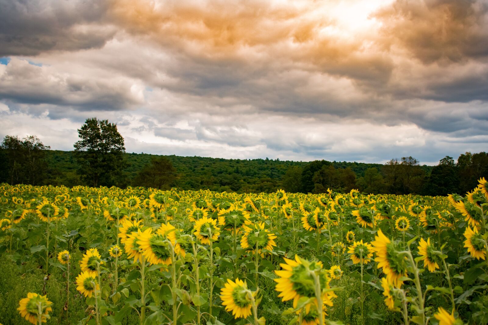 Nikon D3500 sample photo. Sunny, landscape, nature photography