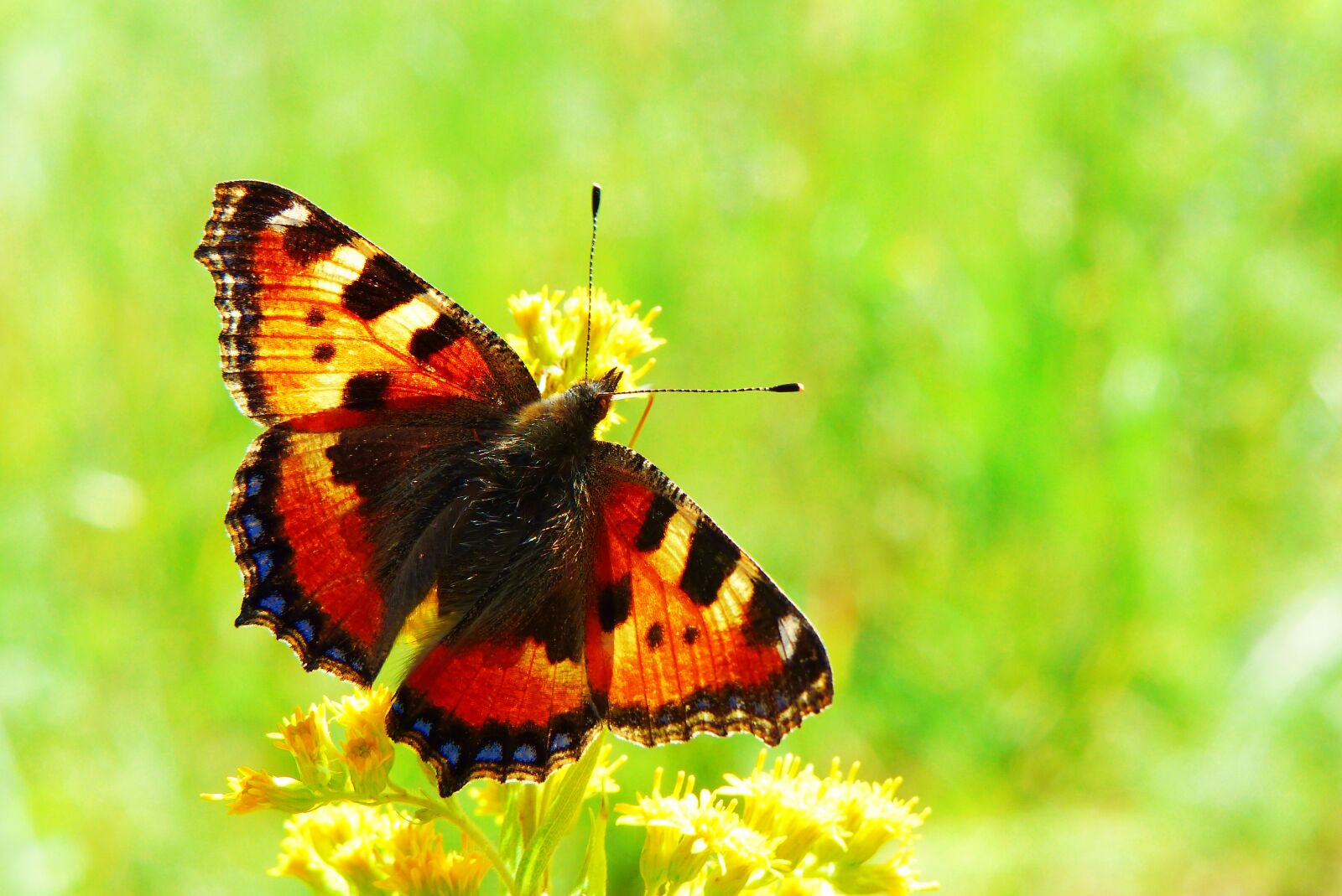 Panasonic Lumix DMC-FZ200 sample photo. Mermaid pokrzywnik, butterfly day photography