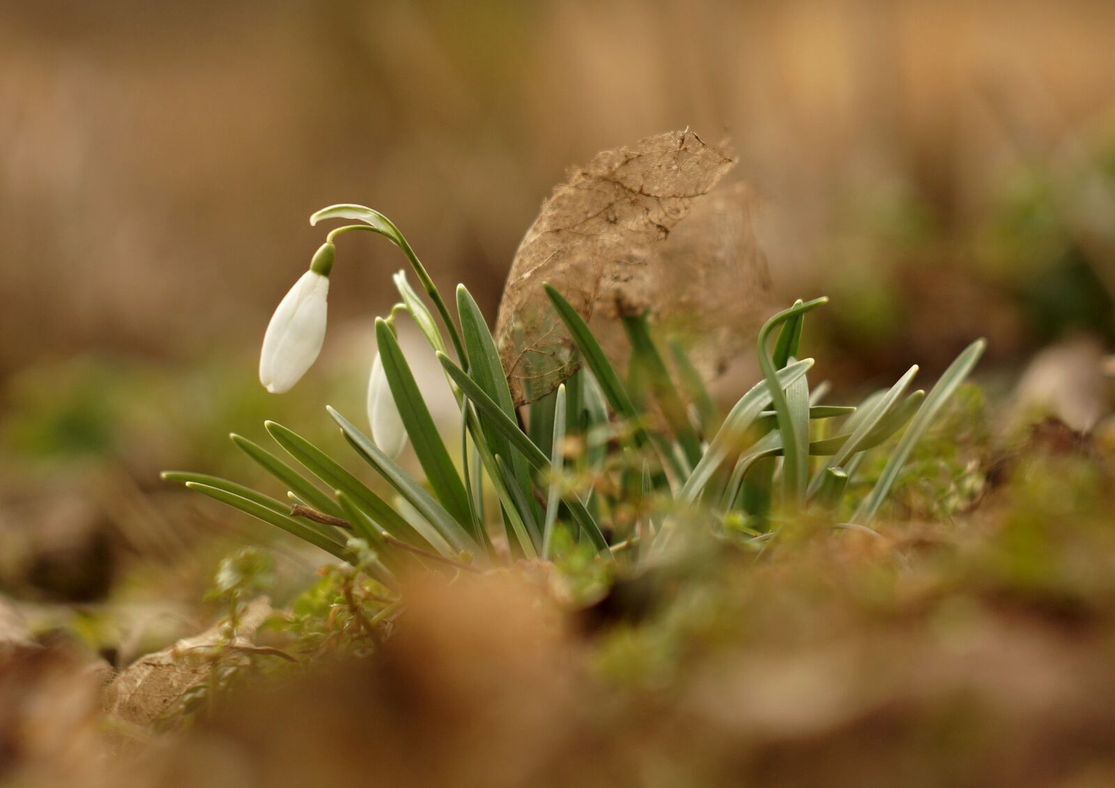 Sony SLT-A57 + Minolta AF 50mm F1.7 sample photo. Snowdrops, spring, flowers photography