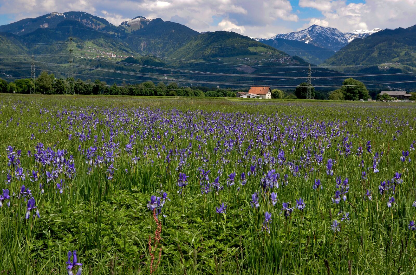 Nikon D7000 sample photo. Flowers, nature, iris photography