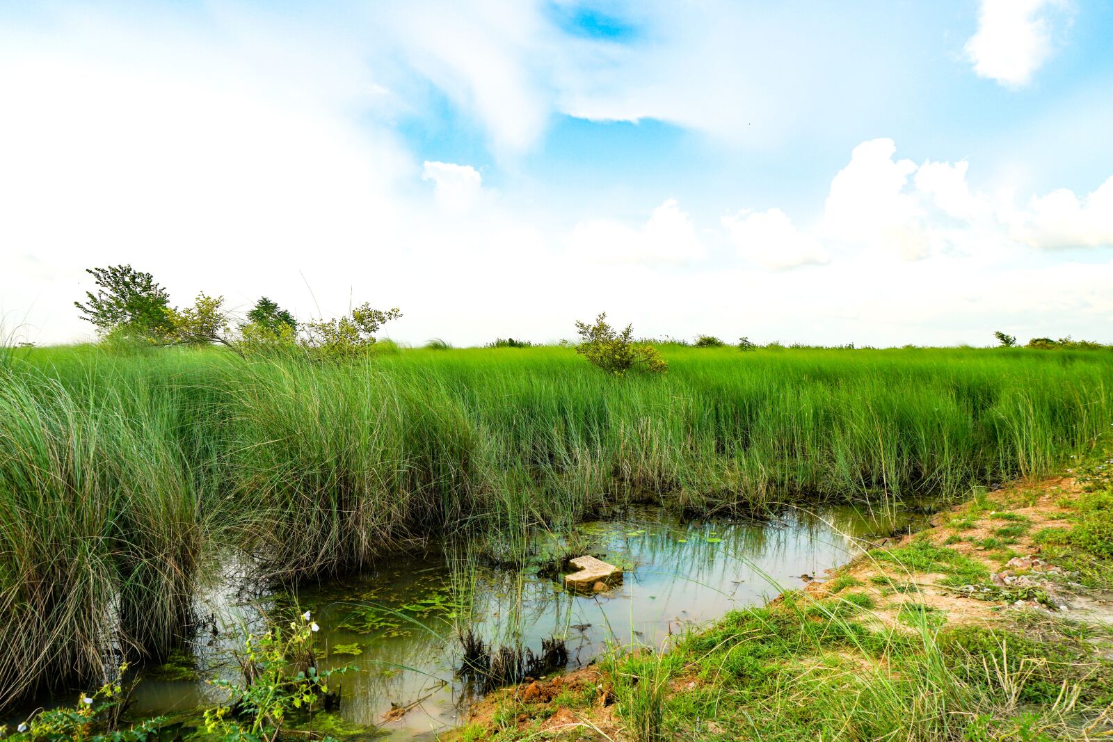 Sony a6300 sample photo. Natural, green, nature photography