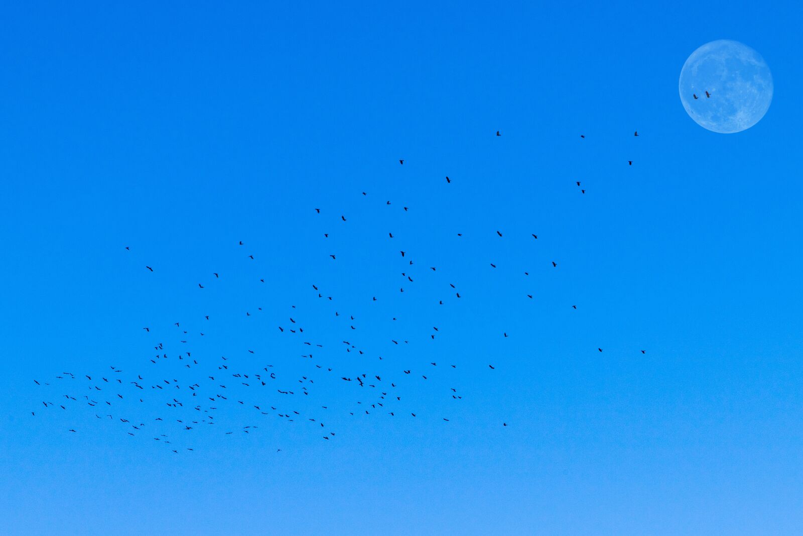 Canon EOS 6D Mark II sample photo. Flock of birds, moon photography