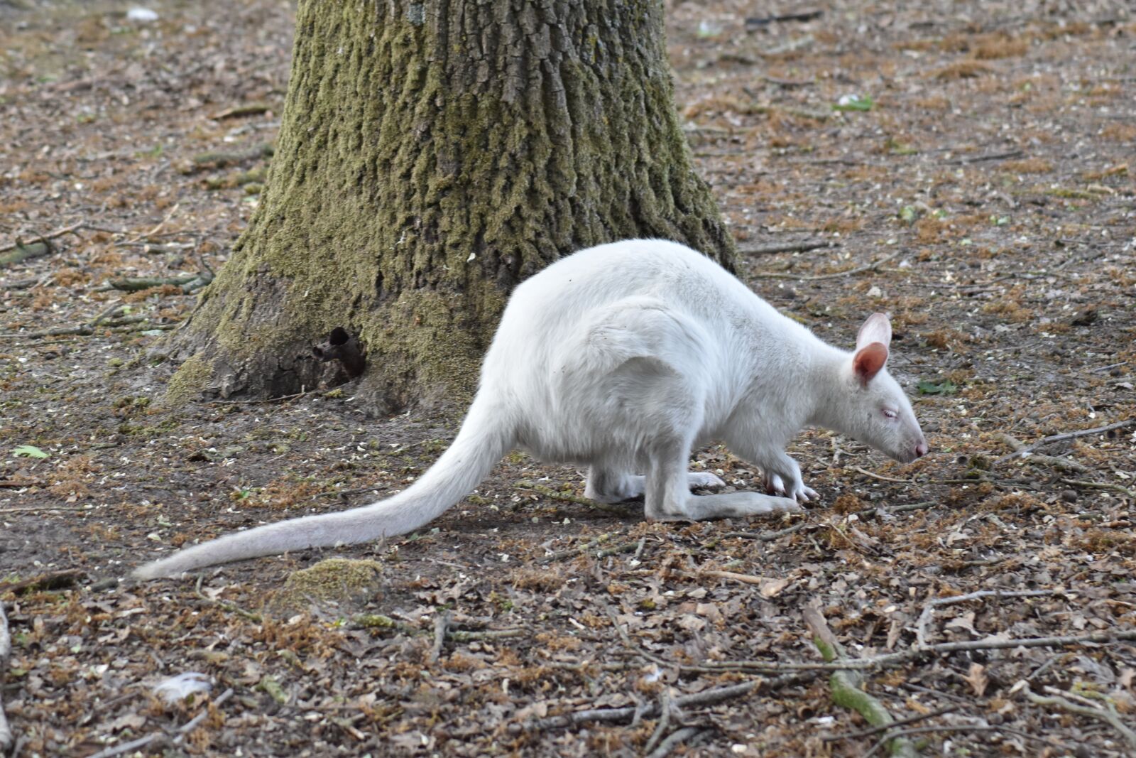 Nikon D3500 sample photo. Walibi, white, animal photography