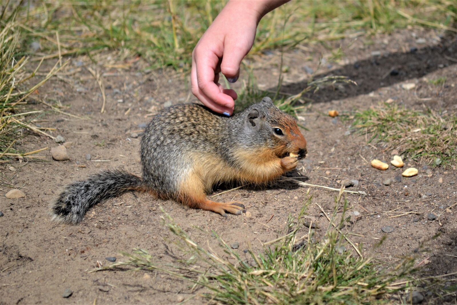 Nikon D3100 sample photo. Connect competition, marmot, gopher photography