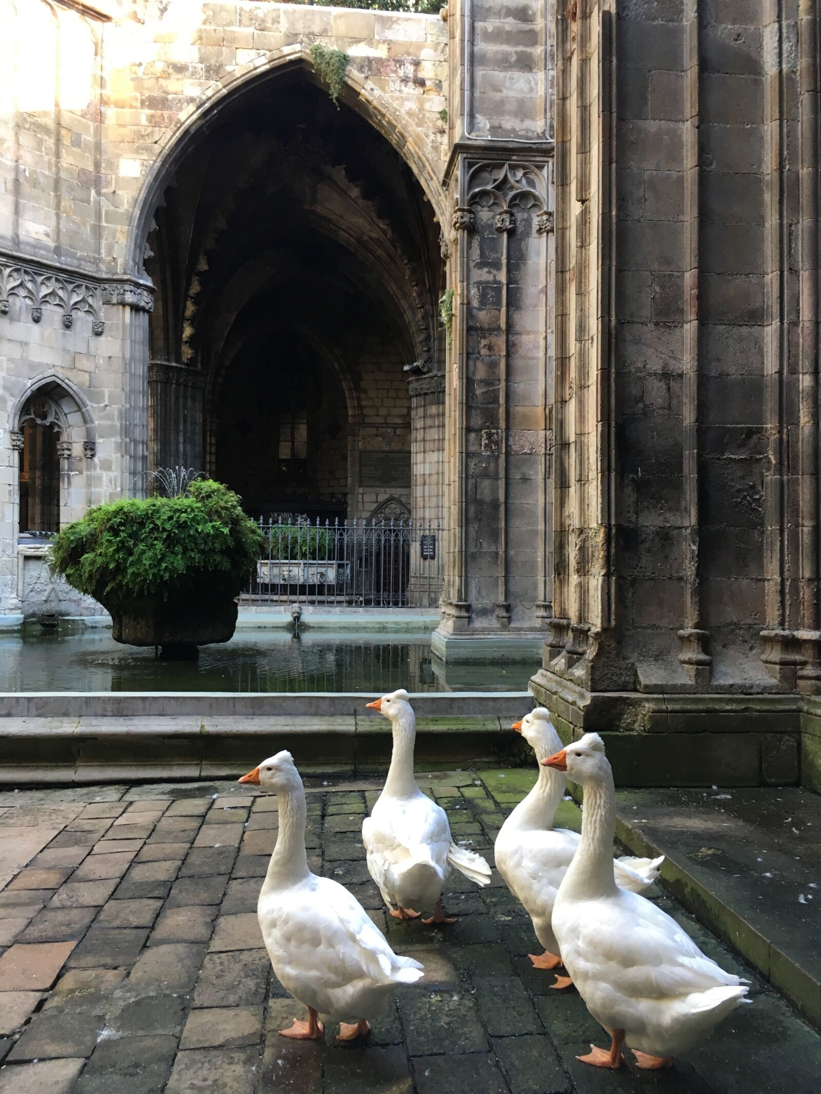Apple iPhone SE sample photo. Geese, cathedral, barcelona photography
