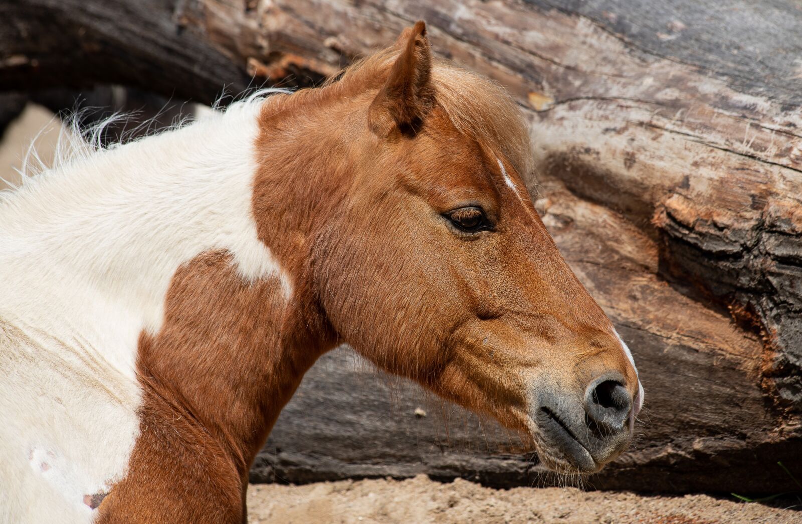 Canon EF 70-300mm F4-5.6 IS USM sample photo. Horse, mammal, animal photography